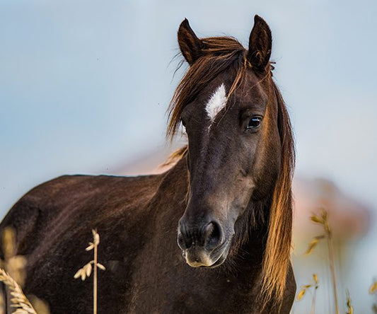 https://www.corollawildhorses.com/wp-content/uploads/2023/10/Virginia-Dare-1.jpg